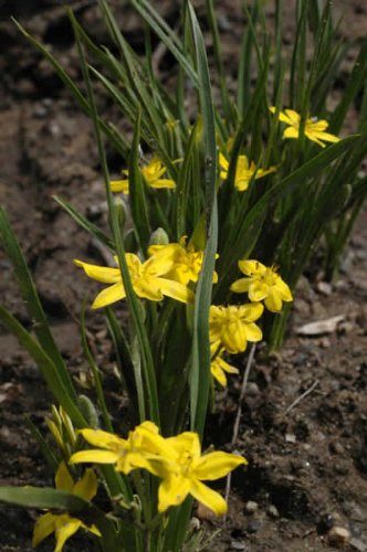 Yellow STAR-GRASS Wildflower Hypoxis Hirsuta `NEW` 20Perennial Groundcover Seeds